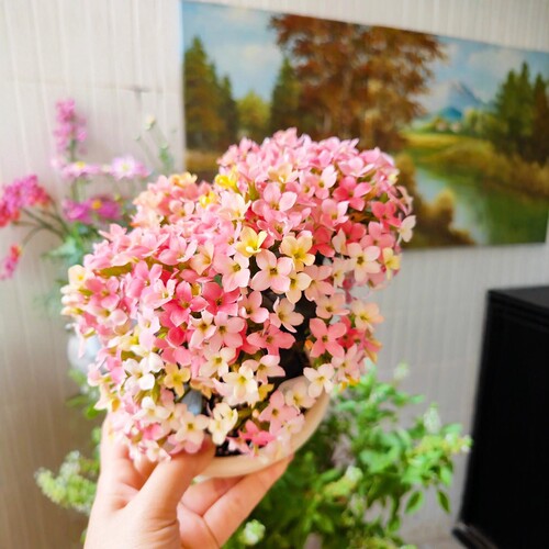 长寿花稀有多色品种单瓣重瓣带花