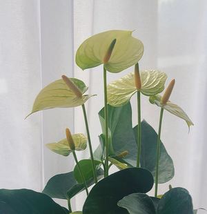 进口 安祖彩掌 碗尼拉 黄掌 红掌室内懒人绿植好养易活高颜值盆栽