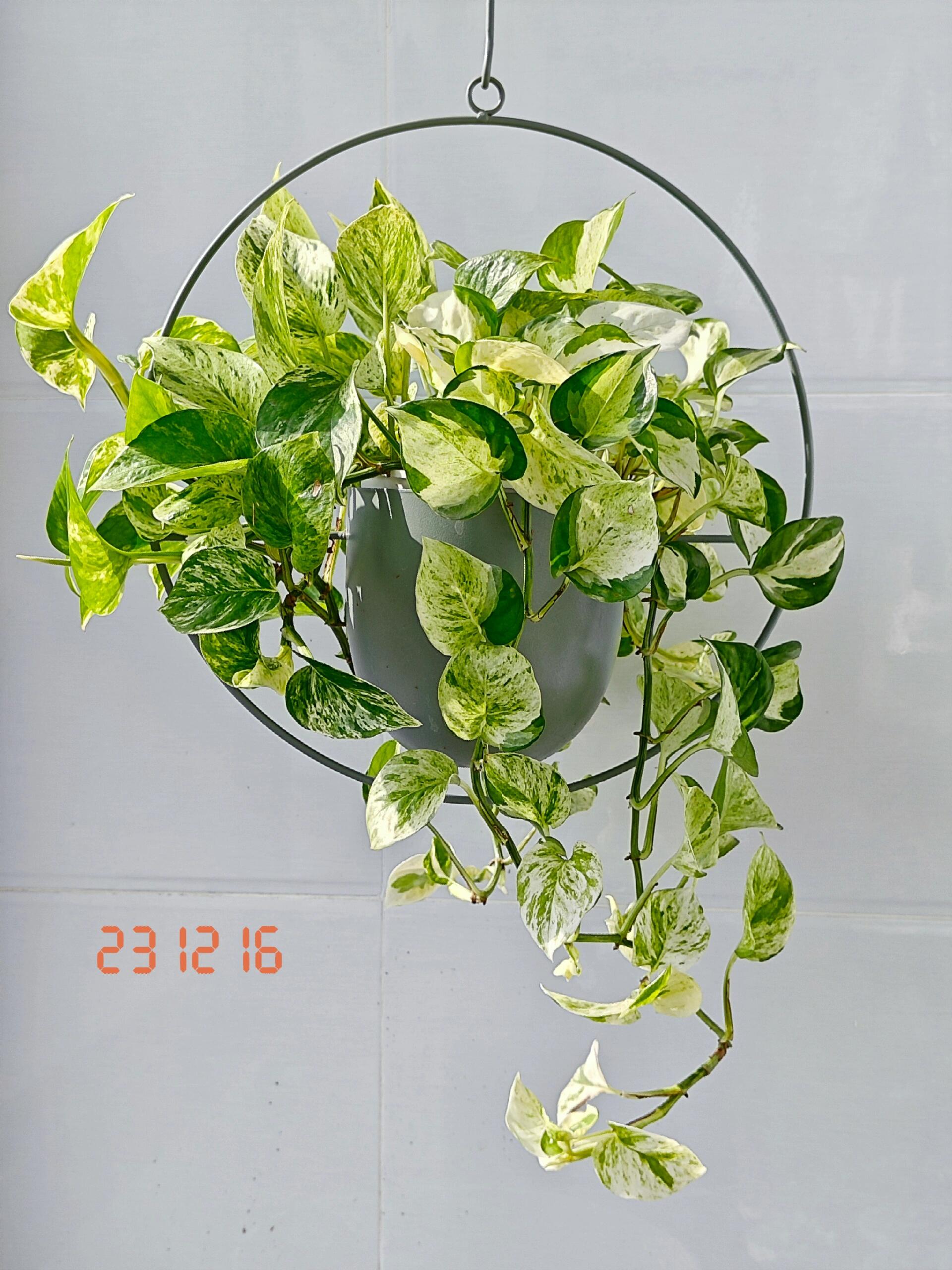 好养爬藤绿箩 快乐叶子 花叶绿萝 室内绿植盆栽花卉绿植