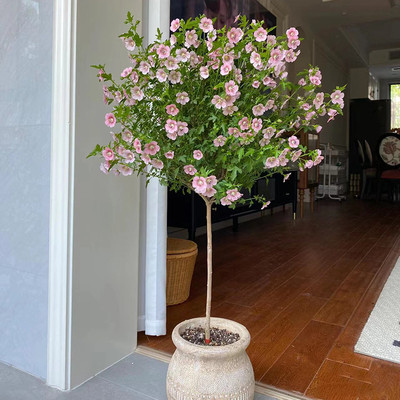 棒棒糖小木槿带花苞优雅女生