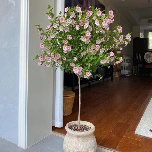 棒棒糖小木槿带花苞优雅女生