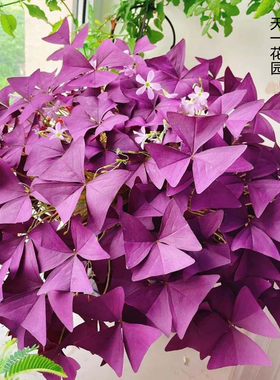 幸运草紫叶草四季开花阳台盆栽