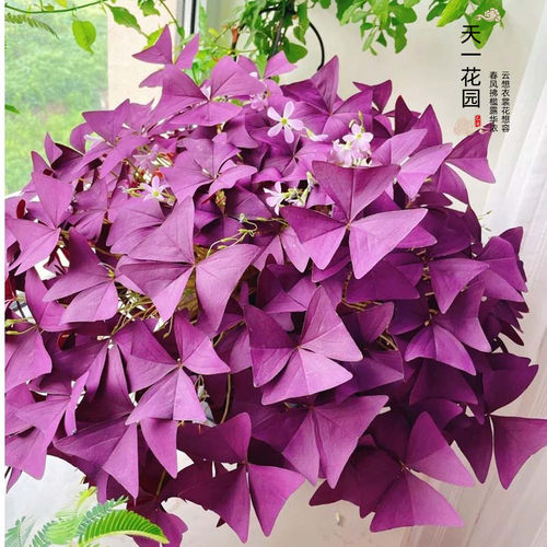 幸运草紫叶草四季开花阳台盆栽