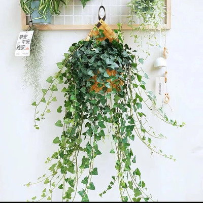 心叶常春藤盆栽爬藤植物室内桌面好养耐阴花卉净化空气吸甲醛