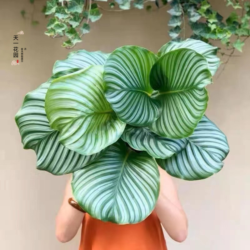 水培土培青苹果竹芋客厅室内绿植