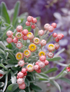 日本进口银叶蜡菊“红宝石簇' 天一花园多年宿根阳台盆栽干花素材