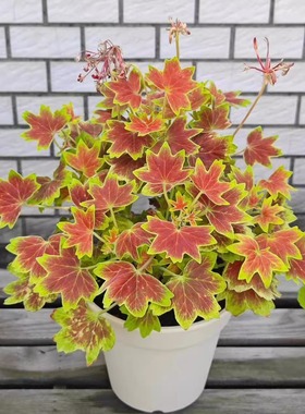 枫叶天竺葵经典百年温哥华观叶新品弗兰克三色旗苗盆栽植物木本