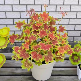 枫叶天竺葵经典百年温哥华观叶新品弗兰克三色旗苗盆栽植物木本