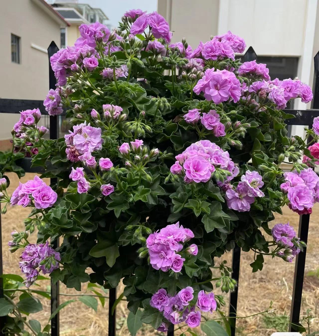 垂吊天竺葵夏日玫瑰粉女巫重瓣带花苞好养四季开花盆栽阳台庭院 鲜花速递/花卉仿真/绿植园艺 时令草本花卉 原图主图