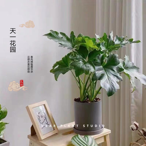 春羽春雨绿植盆栽客厅大叶室内花卉好养吸甲醛净化空气耐阴可水培