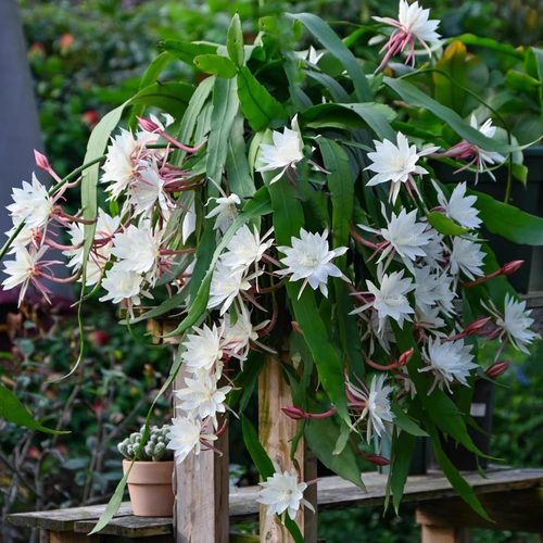 印尼小叶昙花四季开花当年开花