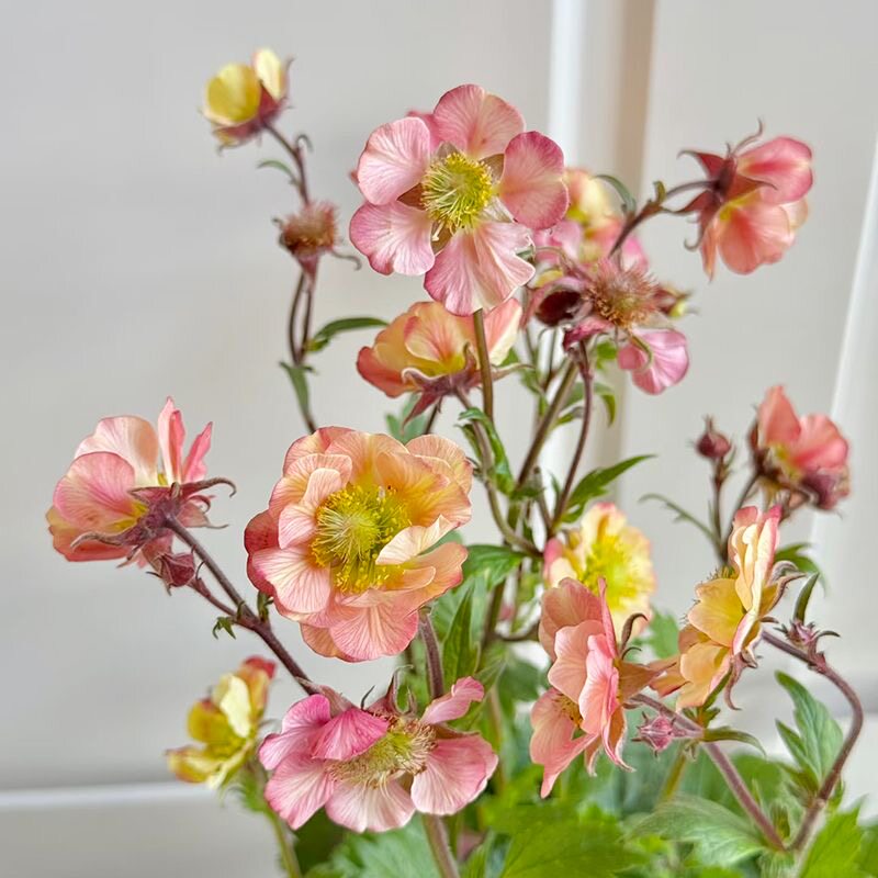水杨梅盆栽 水蜜桃 带花苞 阳台庭院植物花园宿根植物耐寒耐热