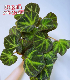 蟆叶秋海棠盆栽室内绿植彩叶芋观叶海芋热植垂丝海棠观叶植物花卉