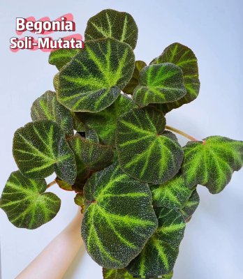 蟆叶秋海棠盆栽室内绿植彩叶芋观叶海芋热植垂丝海棠观叶植物花卉