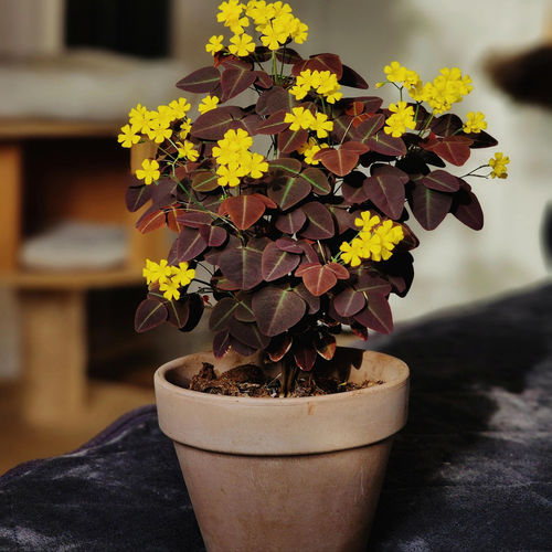 进口熔岩酢浆草盆栽多年生彩叶花境观花观叶植物盆栽