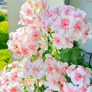 天一花园重瓣天竺葵盆栽好养