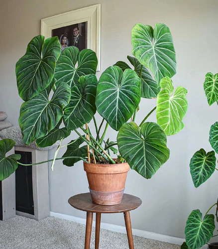 进口蔓绿绒盆栽ins风室内绿植