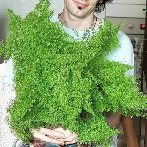 室内绿植 棉花糖蕨盆栽 蕨类网红植物室内外客厅绿植北欧ins风