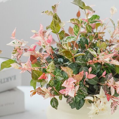 花叶络石盆栽垂吊爬藤好养变色