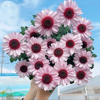 超级可爱草莓熊小雏菊