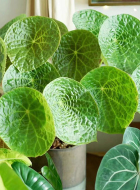 福寿秋海棠圆形叶可爱福禄耐阴 ins风室内绿植盆栽办公桌植物