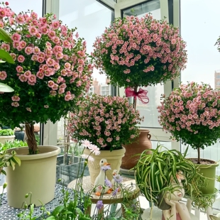 小木槿棒棒糖盆栽一直开花植物室内阳台庭院好养开花不断易活花卉