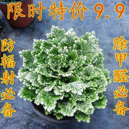 卷柏植物盆栽九死还魂草除甲醛植物盆栽防辐射花卉办公室常青绿植