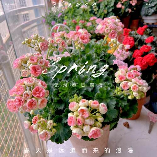 天一花园重瓣天竺葵盆栽好养
