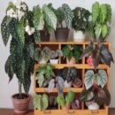 鳟鱼秋海棠粉旗鱼海威进口 植物花卉 ins风网红绿植盆栽室内阳欧式