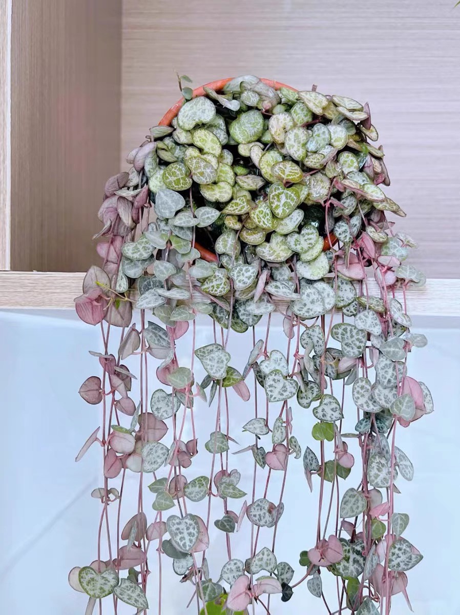 爱之蔓锦垂吊多肉植物