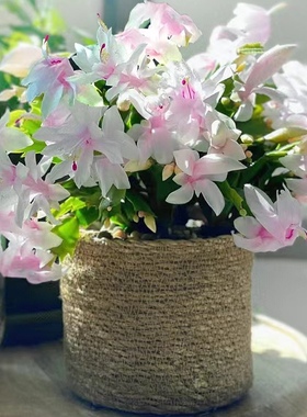 进口粉白玛丽 索菲亚黄色 蟹爪兰盆栽带花苞室内阳台植物 蟹爪莲