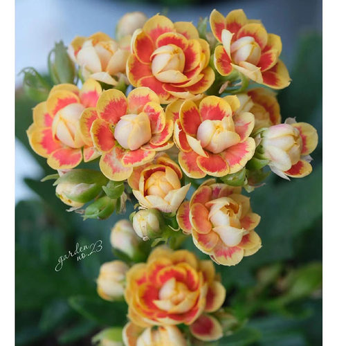 重瓣长寿花盆栽大花单瓣带花苞柠檬水果糖阳台皮实好养