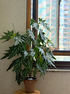 鳟鱼秋海棠粉旗鱼海威进口 ins风网红绿植盆栽室内阳欧式植物花卉