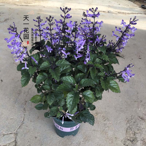 特丽莎香茶菜法国薰衣草木本花卉