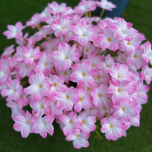 胖丽丽风雨兰种球韭兰花多年生花苗耐热耐旱室内外庭院花卉夏开花