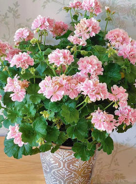 新品重瓣天竺葵盆栽苗国王公主洋绣球好养阳台海棠庭院花