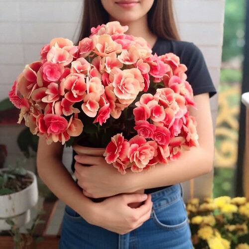 重瓣玫瑰海棠老桩带花