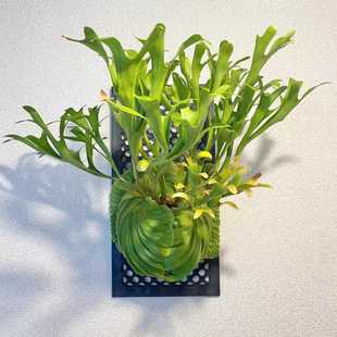 鹿角蕨二岐何其美爪洼女王象耳二岐蕨室内绿植物蕨类北欧ins风