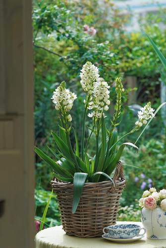 圣心百合花盆栽带花苞虎眼万年青易活好养可切花球根多年生花园