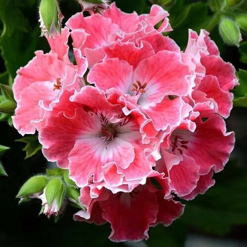 蝴蝶梅大花天竺葵带花苞发货