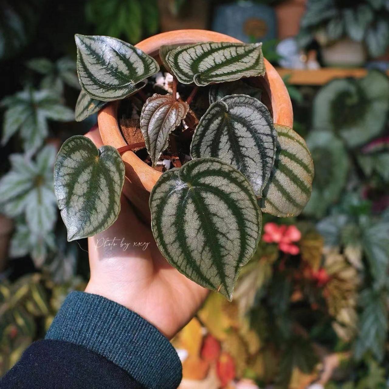 西瓜皮椒草麒麟盆栽草植物送礼室内瓜好养甲醛ins吸园艺植懒人