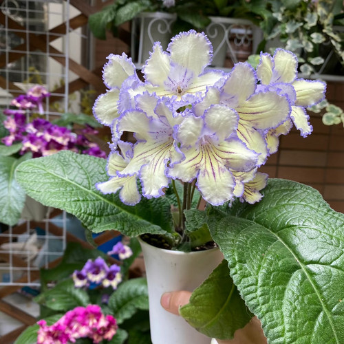 苦苣科堇兰耐阴室内阳台花期又长颜值高四季可开