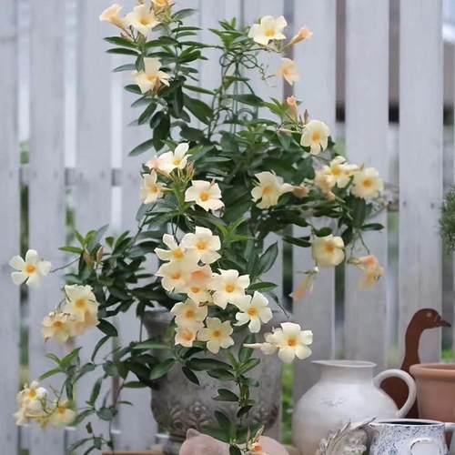 进口杏色飘香滕双喜藤盆栽