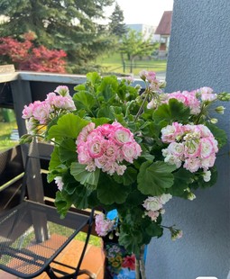 重瓣直立天竺葵盆栽苗带花苞洋绣球很勤花好养阳台海棠庭院花卉