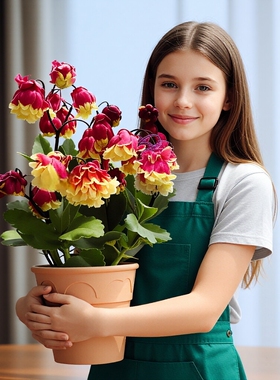 进口 新品 日本重瓣宫灯长寿花盆栽灯笼花大花花卉室内带花苞阳台