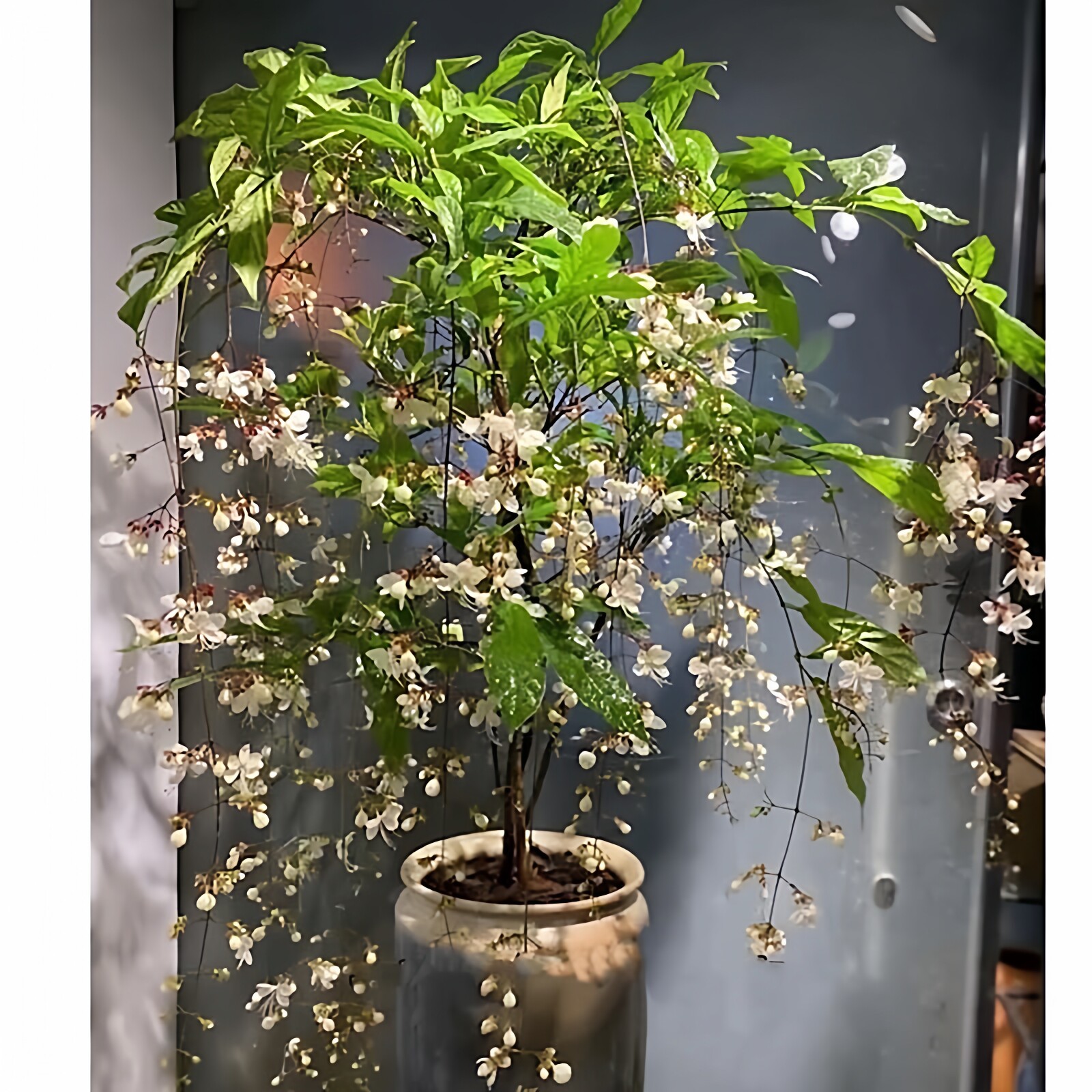 泰国垂丝茉莉花盆栽花苗花期长白蝴蝶稀有花卉进口室内垂吊植物