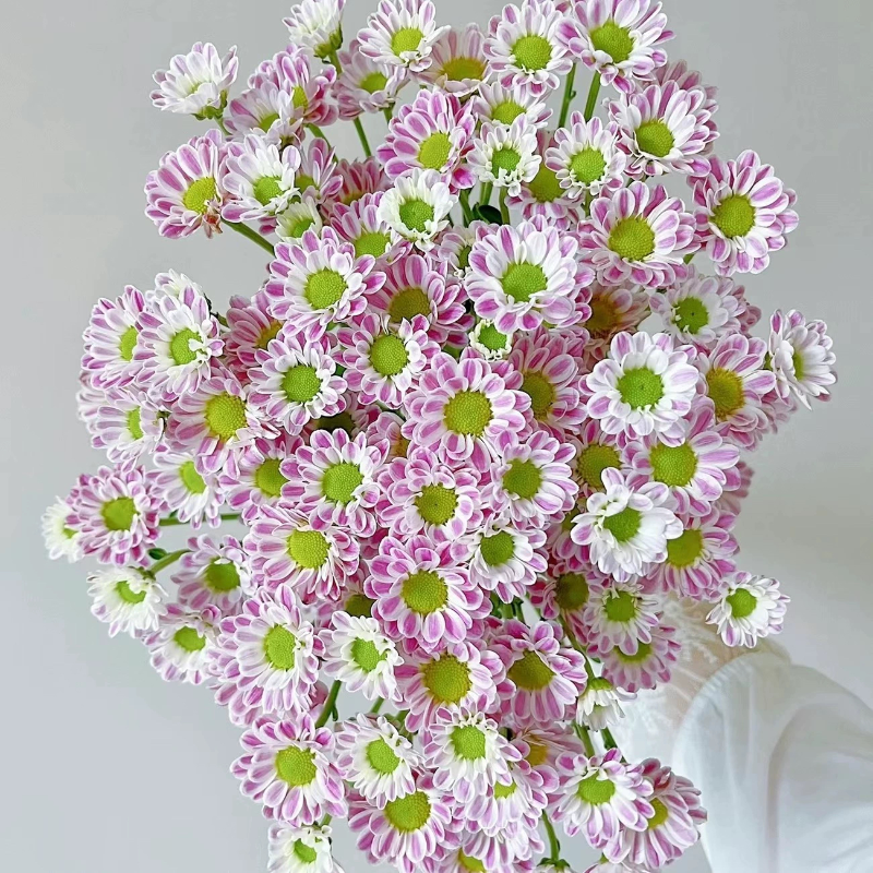 小雏菊盆栽斑纹菊清新小菊花卉