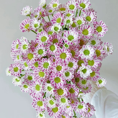 小雏菊盆栽斑纹菊清新小菊花卉