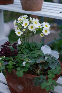 耐寒草花 进口 高杆报春花 阳台庭院室外花境线性植物好养花期长