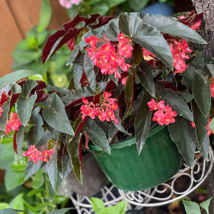 龙翅海棠盆栽秋海棠开红花四季开花花卉阳台植物好样竹节类秋海棠